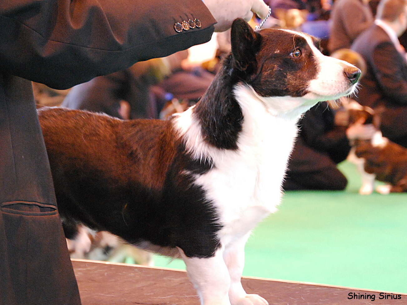 Crufts Jitka 269 Coco Chanel of Saint Hilaires Park.jpg